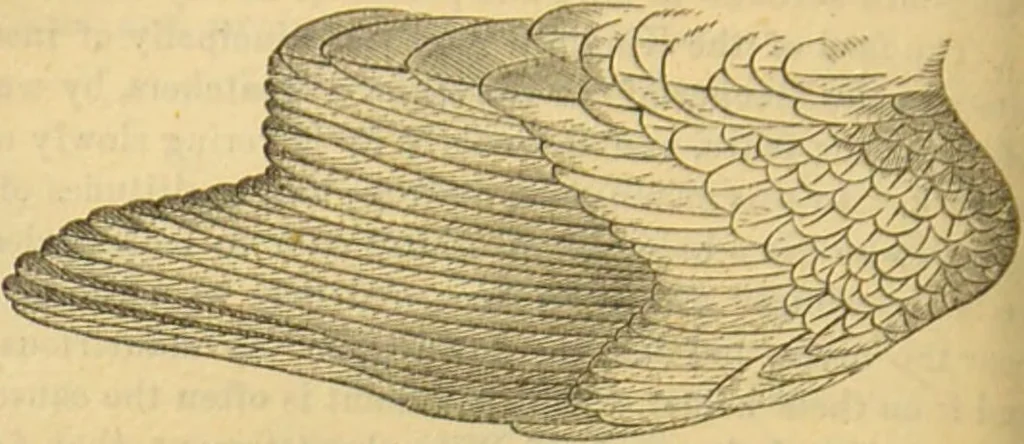 An illustration from A natural history of the animal kingdom : being a systematic and popular description of the habits, structure, and classification of animals, from the lowest to the highest forms. Arranged according to their organisation / by W. S. Dallas., 1860, leaf 570