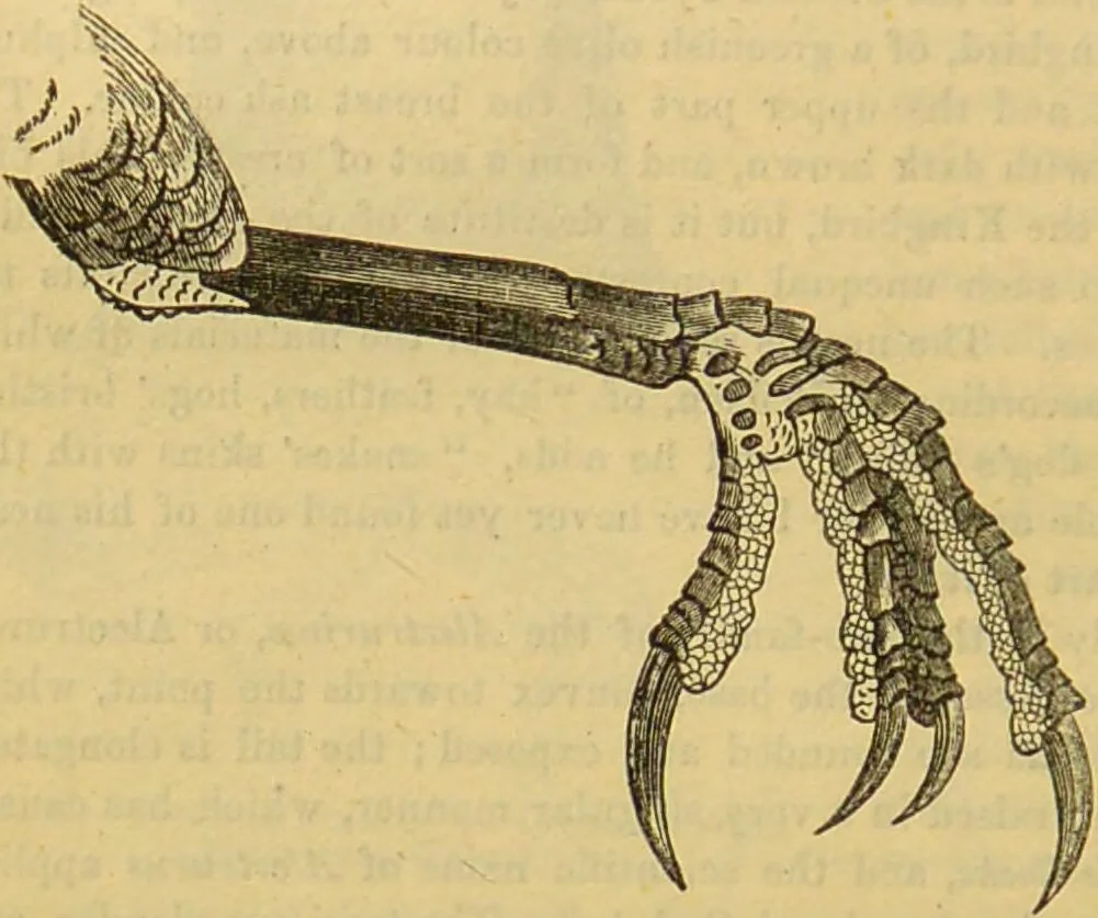 An illustration from A natural history of the animal kingdom : being a systematic and popular description of the habits, structure, and classification of animals, from the lowest to the highest forms. Arranged according to their organisation / by W. S. Dallas., 1860, leaf 570