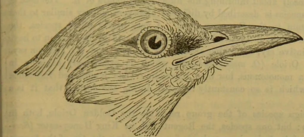 An illustration from A natural history of the animal kingdom : being a systematic and popular description of the habits, structure, and classification of animals, from the lowest to the highest forms. Arranged according to their organisation / by W. S. Dallas., 1860, leaf 571