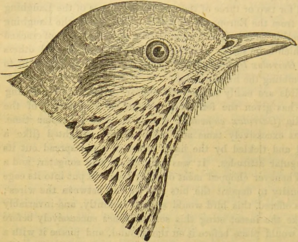 An illustration from A natural history of the animal kingdom : being a systematic and popular description of the habits, structure, and classification of animals, from the lowest to the highest forms. Arranged according to their organisation / by W. S. Dallas., 1860, leaf 574