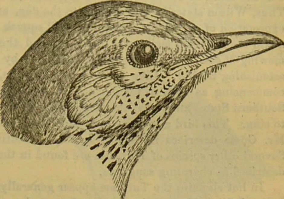 An illustration from A natural history of the animal kingdom : being a systematic and popular description of the habits, structure, and classification of animals, from the lowest to the highest forms. Arranged according to their organisation / by W. S. Dallas., 1860, leaf 575