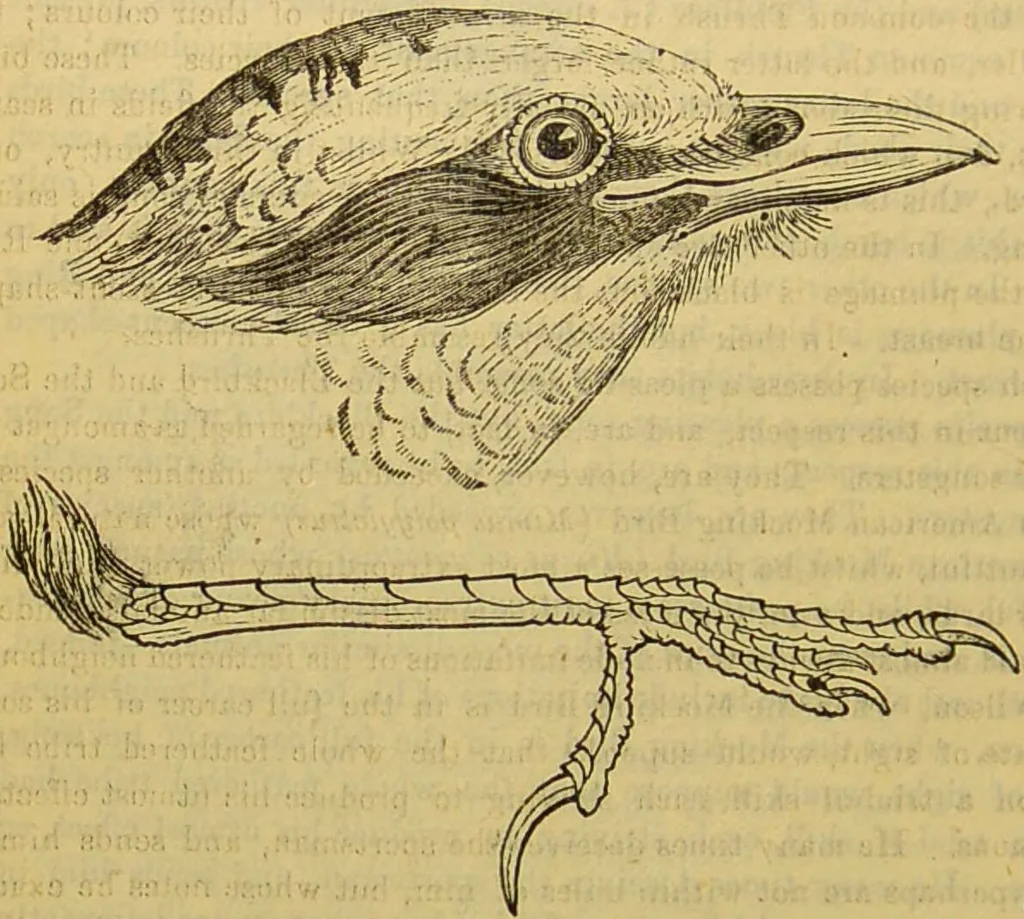 An illustration from A natural history of the animal kingdom : being a systematic and popular description of the habits, structure, and classification of animals, from the lowest to the highest forms. Arranged according to their organisation / by W. S. Dallas., 1860, leaf 576