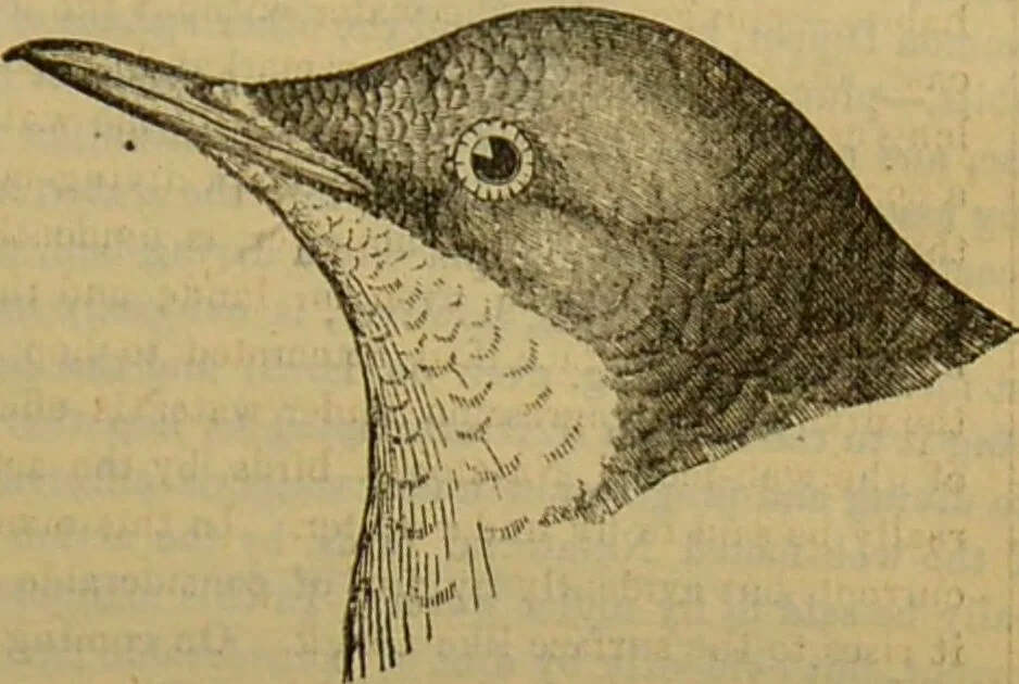 An illustration from A natural history of the animal kingdom : being a systematic and popular description of the habits, structure, and classification of animals, from the lowest to the highest forms. Arranged according to their organisation / by W. S. Dallas., 1860, leaf 577
