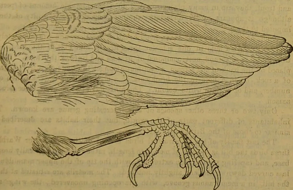 An illustration from A natural history of the animal kingdom : being a systematic and popular description of the habits, structure, and classification of animals, from the lowest to the highest forms. Arranged according to their organisation / by W. S. Dallas., 1860, leaf 577