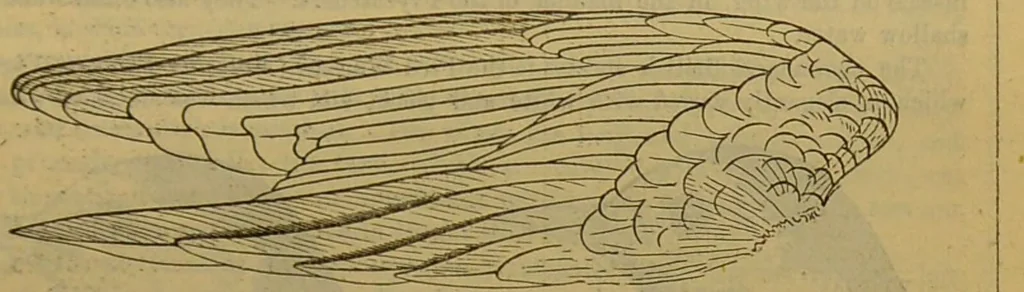 An illustration from A natural history of the animal kingdom : being a systematic and popular description of the habits, structure, and classification of animals, from the lowest to the highest forms. Arranged according to their organisation / by W. S. Dallas., 1860, leaf 579