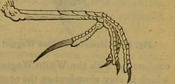 An illustration from A natural history of the animal kingdom : being a systematic and popular description of the habits, structure, and classification of animals, from the lowest to the highest forms. Arranged according to their organisation / by W. S. Dallas., 1860, leaf 579