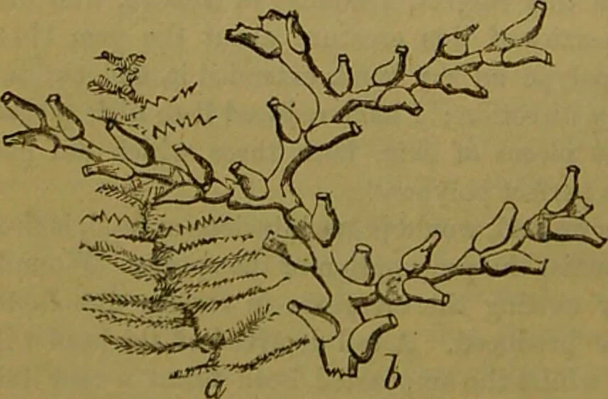 An illustration from A natural history of the animal kingdom : being a systematic and popular description of the habits, structure, and classification of animals, from the lowest to the highest forms. Arranged according to their organisation / by W. S. Dallas., 1860, leaf 58