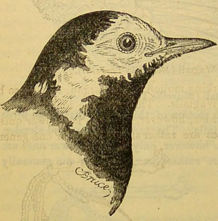 An illustration from A natural history of the animal kingdom : being a systematic and popular description of the habits, structure, and classification of animals, from the lowest to the highest forms. Arranged according to their organisation / by W. S. Dallas., 1860, leaf 580