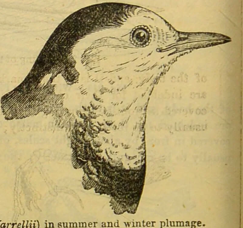 An illustration from A natural history of the animal kingdom : being a systematic and popular description of the habits, structure, and classification of animals, from the lowest to the highest forms. Arranged according to their organisation / by W. S. Dallas., 1860, leaf 580