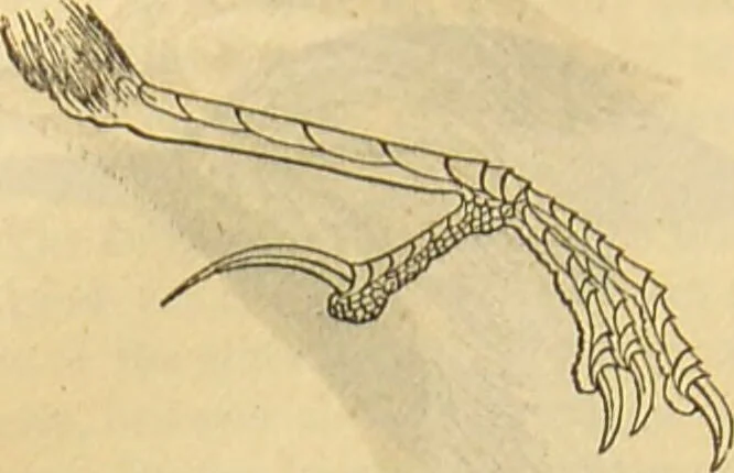 An illustration from A natural history of the animal kingdom : being a systematic and popular description of the habits, structure, and classification of animals, from the lowest to the highest forms. Arranged according to their organisation / by W. S. Dallas., 1860, leaf 580