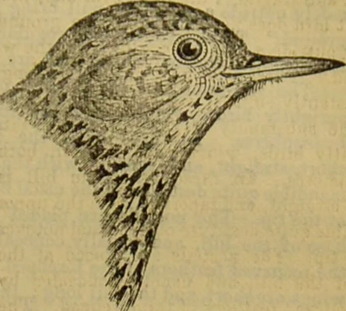 An illustration from A natural history of the animal kingdom : being a systematic and popular description of the habits, structure, and classification of animals, from the lowest to the highest forms. Arranged according to their organisation / by W. S. Dallas., 1860, leaf 581