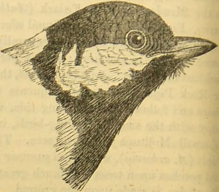 An illustration from A natural history of the animal kingdom : being a systematic and popular description of the habits, structure, and classification of animals, from the lowest to the highest forms. Arranged according to their organisation / by W. S. Dallas., 1860, leaf 582