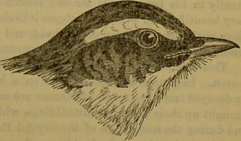 An illustration from A natural history of the animal kingdom : being a systematic and popular description of the habits, structure, and classification of animals, from the lowest to the highest forms. Arranged according to their organisation / by W. S. Dallas., 1860, leaf 583