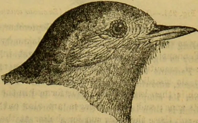 An illustration from A natural history of the animal kingdom : being a systematic and popular description of the habits, structure, and classification of animals, from the lowest to the highest forms. Arranged according to their organisation / by W. S. Dallas., 1860, leaf 585