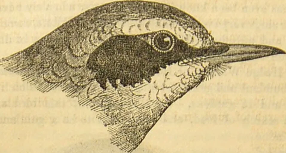 An illustration from A natural history of the animal kingdom : being a systematic and popular description of the habits, structure, and classification of animals, from the lowest to the highest forms. Arranged according to their organisation / by W. S. Dallas., 1860, leaf 586