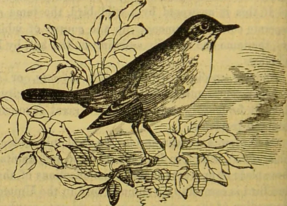 An illustration from A natural history of the animal kingdom : being a systematic and popular description of the habits, structure, and classification of animals, from the lowest to the highest forms. Arranged according to their organisation / by W. S. Dallas., 1860, leaf 588