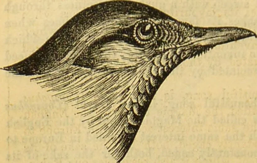 An illustration from A natural history of the animal kingdom : being a systematic and popular description of the habits, structure, and classification of animals, from the lowest to the highest forms. Arranged according to their organisation / by W. S. Dallas., 1860, leaf 588
