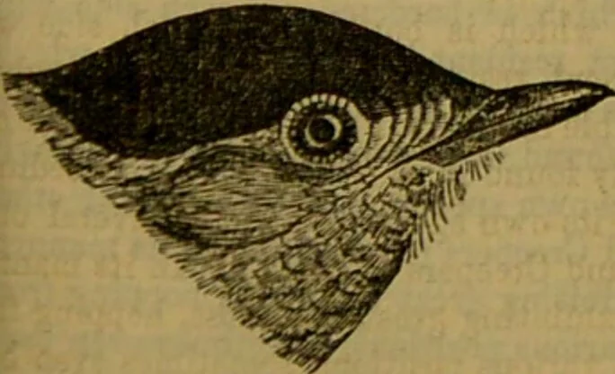 An illustration from A natural history of the animal kingdom : being a systematic and popular description of the habits, structure, and classification of animals, from the lowest to the highest forms. Arranged according to their organisation / by W. S. Dallas., 1860, leaf 589