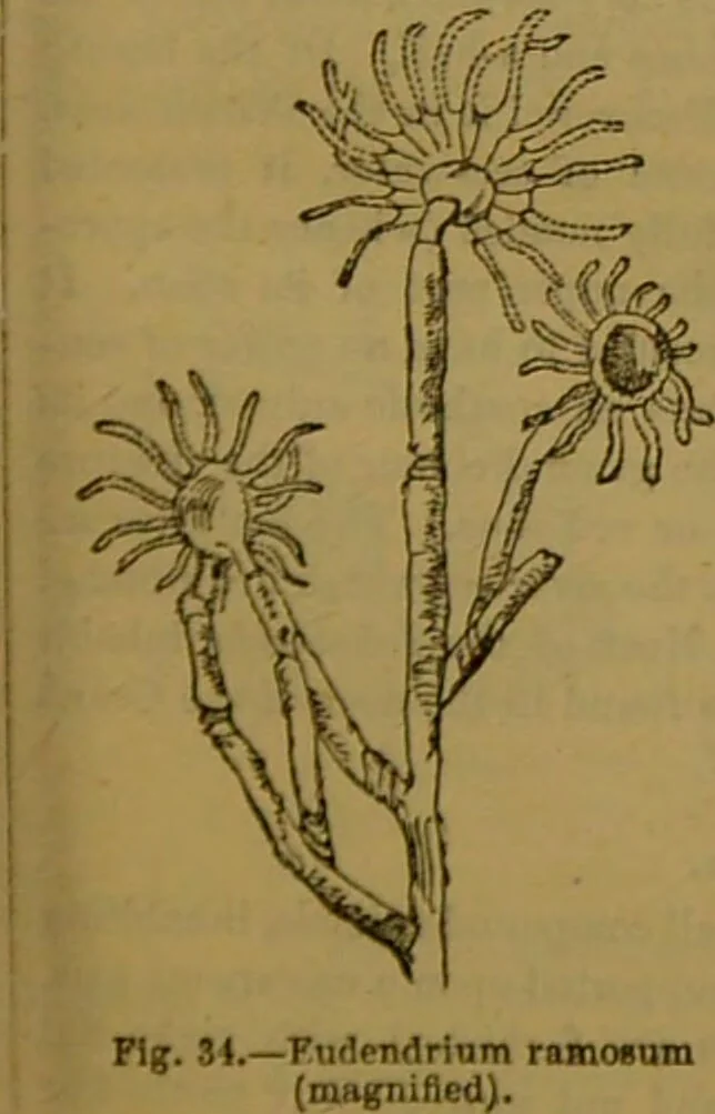 An illustration from A natural history of the animal kingdom : being a systematic and popular description of the habits, structure, and classification of animals, from the lowest to the highest forms. Arranged according to their organisation / by W. S. Dallas., 1860, leaf 59