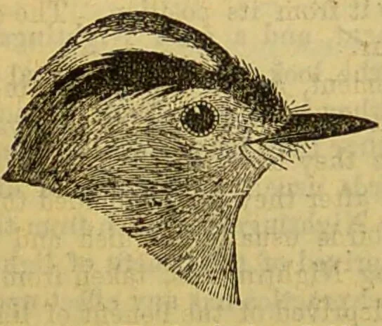 An illustration from A natural history of the animal kingdom : being a systematic and popular description of the habits, structure, and classification of animals, from the lowest to the highest forms. Arranged according to their organisation / by W. S. Dallas., 1860, leaf 590