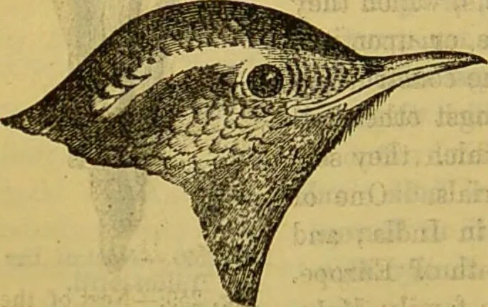 An illustration from A natural history of the animal kingdom : being a systematic and popular description of the habits, structure, and classification of animals, from the lowest to the highest forms. Arranged according to their organisation / by W. S. Dallas., 1860, leaf 592