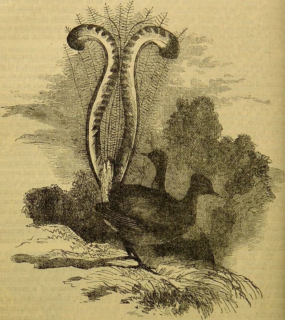 An illustration from A natural history of the animal kingdom : being a systematic and popular description of the habits, structure, and classification of animals, from the lowest to the highest forms. Arranged according to their organisation / by W. S. Dallas., 1860, leaf 594