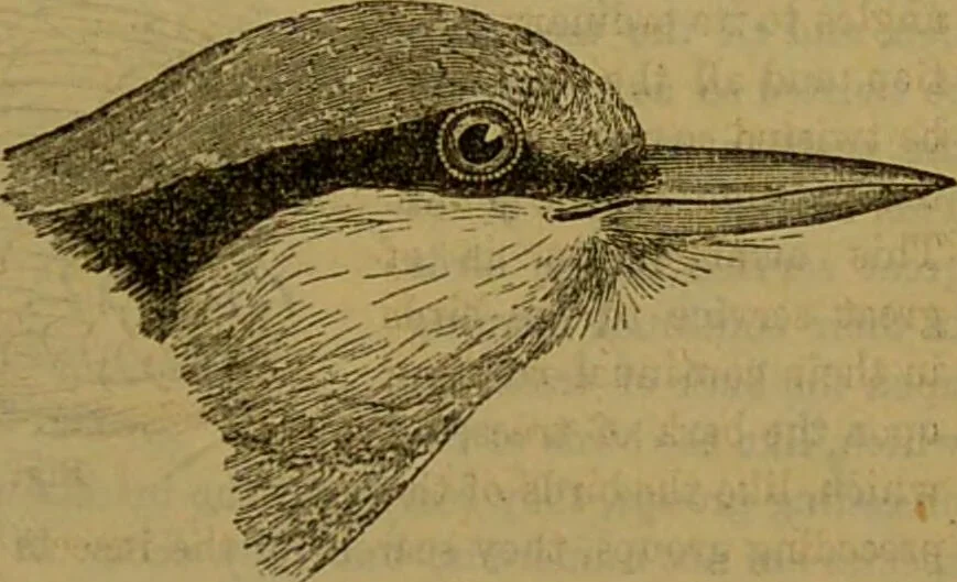An illustration from A natural history of the animal kingdom : being a systematic and popular description of the habits, structure, and classification of animals, from the lowest to the highest forms. Arranged according to their organisation / by W. S. Dallas., 1860, leaf 595