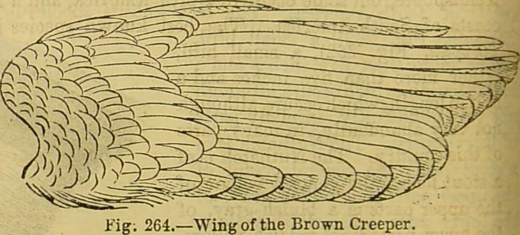 An illustration from A natural history of the animal kingdom : being a systematic and popular description of the habits, structure, and classification of animals, from the lowest to the highest forms. Arranged according to their organisation / by W. S. Dallas., 1860, leaf 596