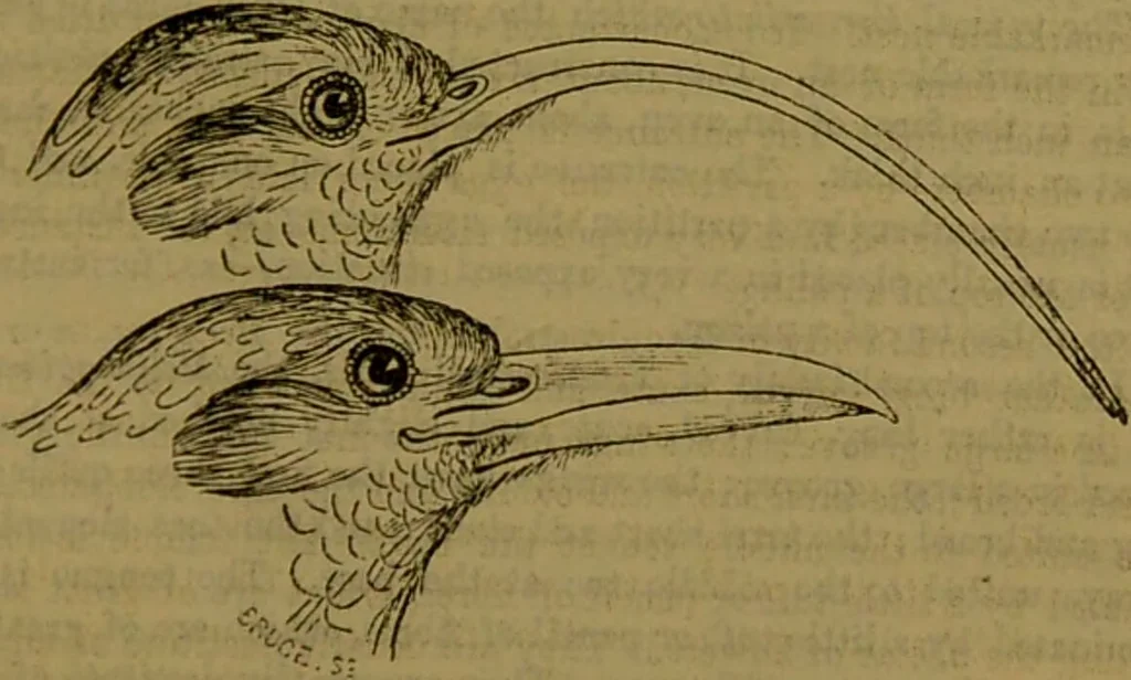 An illustration from A natural history of the animal kingdom : being a systematic and popular description of the habits, structure, and classification of animals, from the lowest to the highest forms. Arranged according to their organisation / by W. S. Dallas., 1860, leaf 597