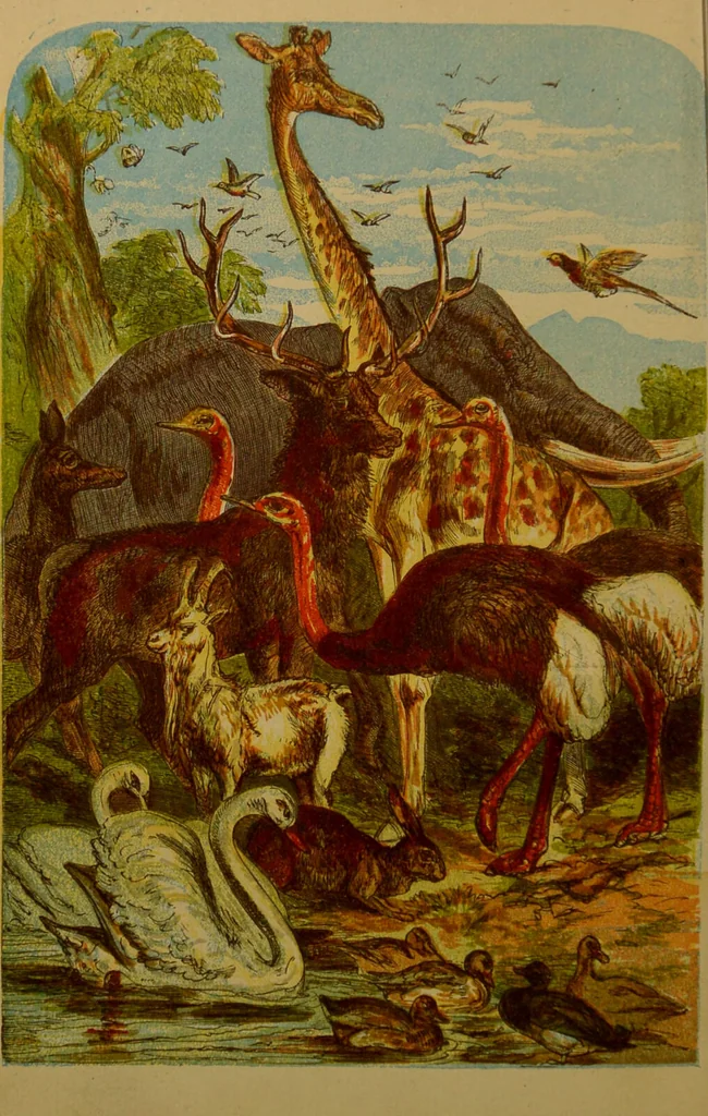 An illustration from A natural history of the animal kingdom : being a systematic and popular description of the habits, structure, and classification of animals, from the lowest to the highest forms. Arranged according to their organisation / by W. S. Dallas., 1860, leaf 6