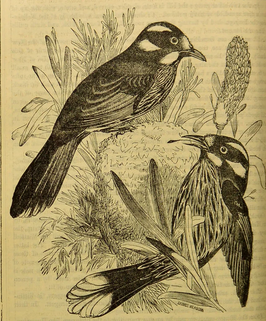 An illustration from A natural history of the animal kingdom : being a systematic and popular description of the habits, structure, and classification of animals, from the lowest to the highest forms. Arranged according to their organisation / by W. S. Dallas., 1860, leaf 600