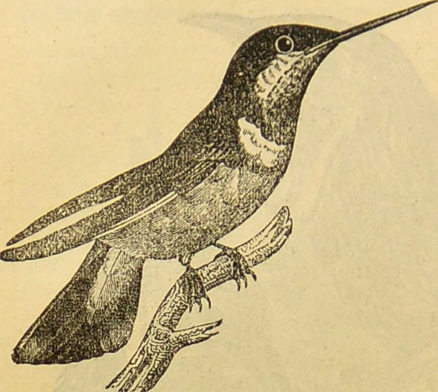 An illustration from A natural history of the animal kingdom : being a systematic and popular description of the habits, structure, and classification of animals, from the lowest to the highest forms. Arranged according to their organisation / by W. S. Dallas., 1860, leaf 602