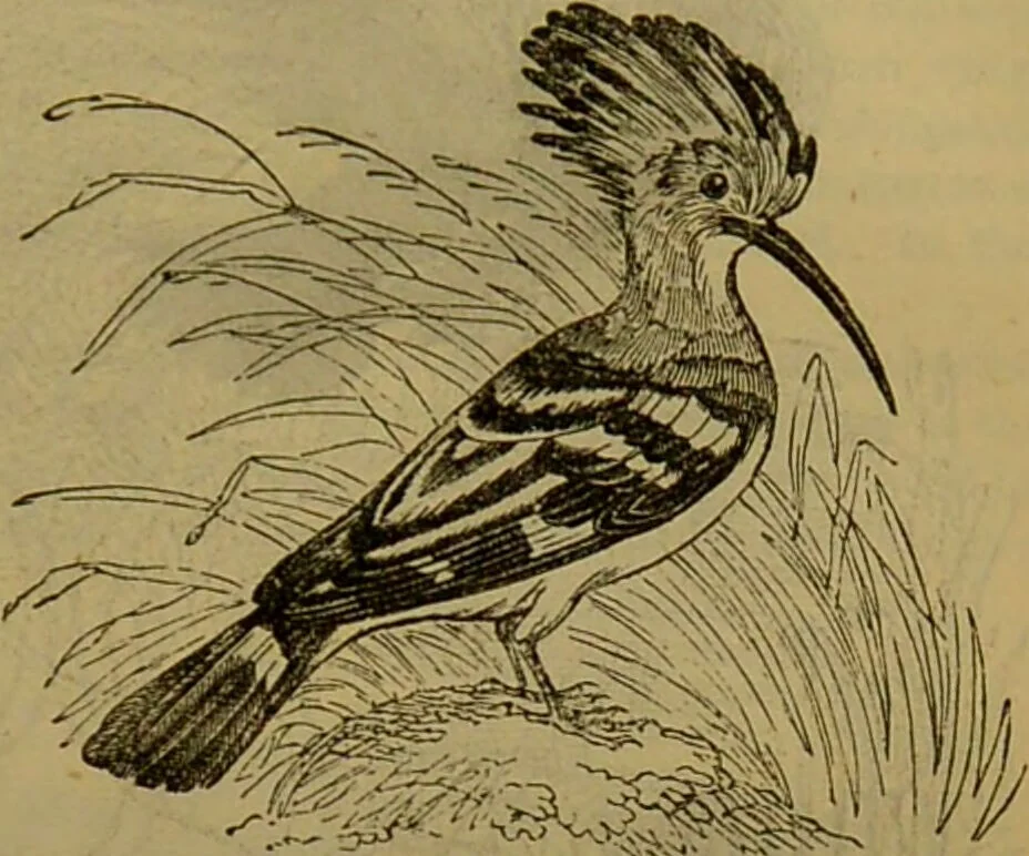 An illustration from A natural history of the animal kingdom : being a systematic and popular description of the habits, structure, and classification of animals, from the lowest to the highest forms. Arranged according to their organisation / by W. S. Dallas., 1860, leaf 605