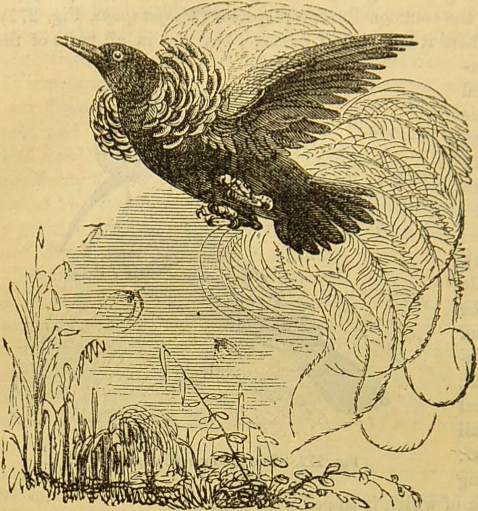 An illustration from A natural history of the animal kingdom : being a systematic and popular description of the habits, structure, and classification of animals, from the lowest to the highest forms. Arranged according to their organisation / by W. S. Dallas., 1860, leaf 606