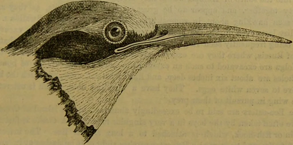An illustration from A natural history of the animal kingdom : being a systematic and popular description of the habits, structure, and classification of animals, from the lowest to the highest forms. Arranged according to their organisation / by W. S. Dallas., 1860, leaf 607