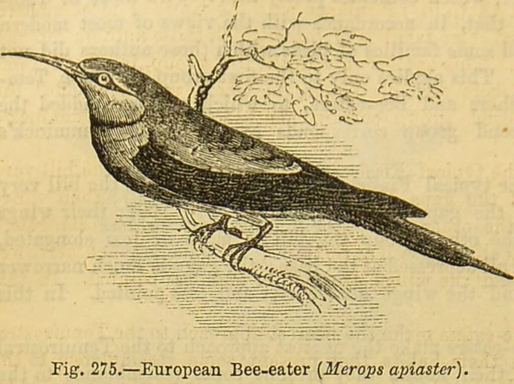An illustration from A natural history of the animal kingdom : being a systematic and popular description of the habits, structure, and classification of animals, from the lowest to the highest forms. Arranged according to their organisation / by W. S. Dallas., 1860, leaf 608
