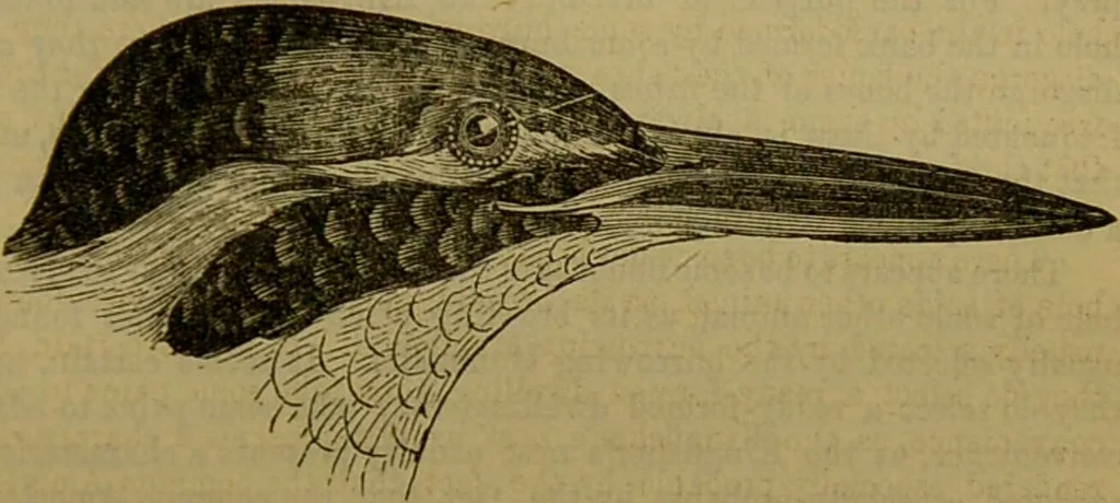 An illustration from A natural history of the animal kingdom : being a systematic and popular description of the habits, structure, and classification of animals, from the lowest to the highest forms. Arranged according to their organisation / by W. S. Dallas., 1860, leaf 609