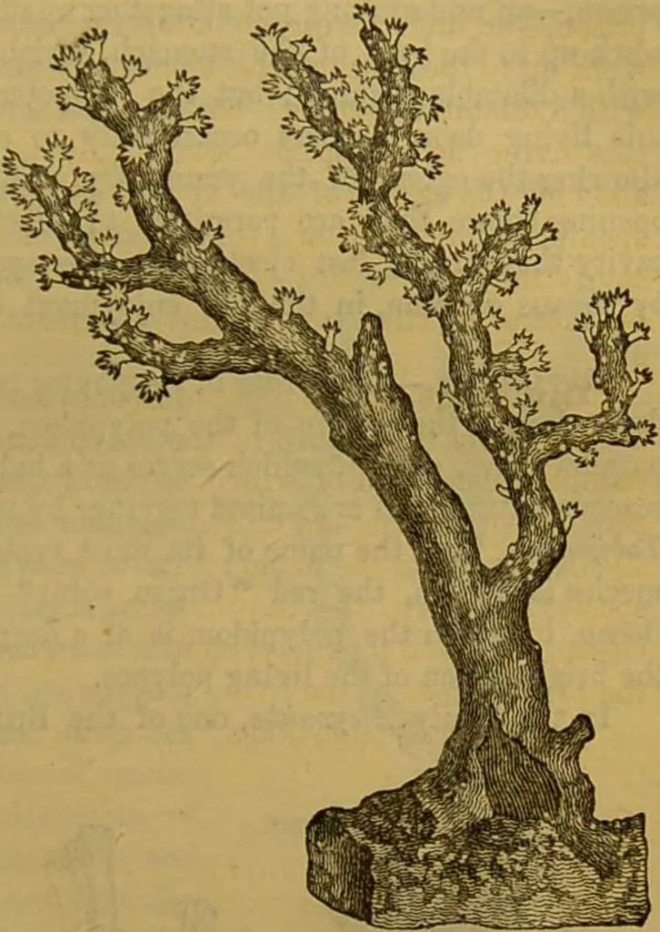An illustration from A natural history of the animal kingdom : being a systematic and popular description of the habits, structure, and classification of animals, from the lowest to the highest forms. Arranged according to their organisation / by W. S. Dallas., 1860, leaf 61