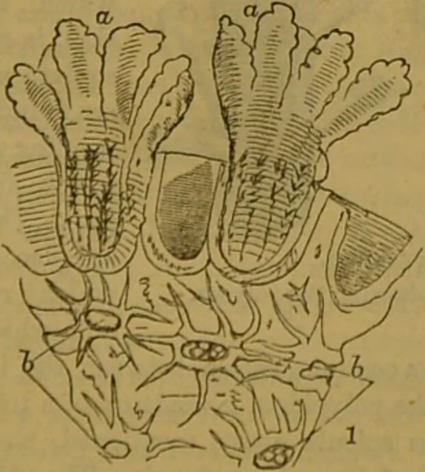 An illustration from A natural history of the animal kingdom : being a systematic and popular description of the habits, structure, and classification of animals, from the lowest to the highest forms. Arranged according to their organisation / by W. S. Dallas., 1860, leaf 61