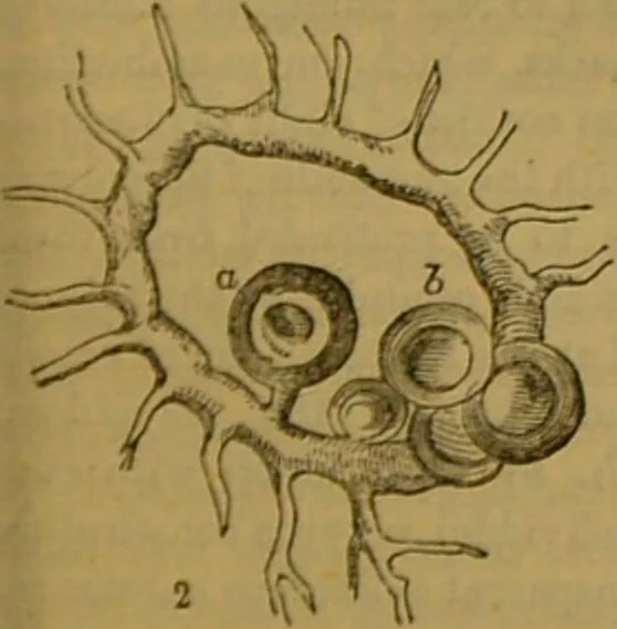 An illustration from A natural history of the animal kingdom : being a systematic and popular description of the habits, structure, and classification of animals, from the lowest to the highest forms. Arranged according to their organisation / by W. S. Dallas., 1860, leaf 61