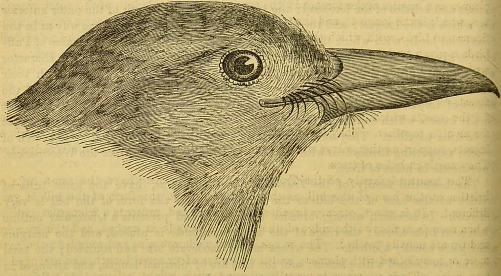 An illustration from A natural history of the animal kingdom : being a systematic and popular description of the habits, structure, and classification of animals, from the lowest to the highest forms. Arranged according to their organisation / by W. S. Dallas., 1860, leaf 612