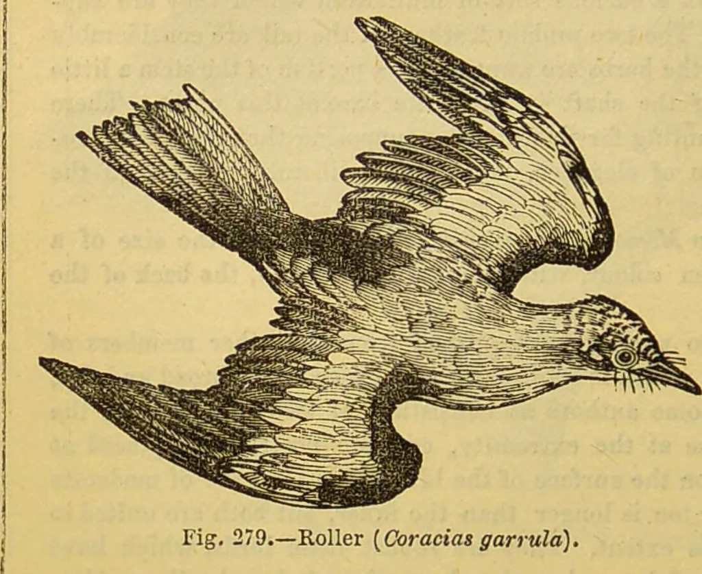 An illustration from A natural history of the animal kingdom : being a systematic and popular description of the habits, structure, and classification of animals, from the lowest to the highest forms. Arranged according to their organisation / by W. S. Dallas., 1860, leaf 614
