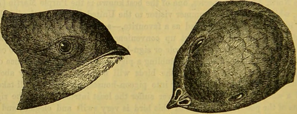 An illustration from A natural history of the animal kingdom : being a systematic and popular description of the habits, structure, and classification of animals, from the lowest to the highest forms. Arranged according to their organisation / by W. S. Dallas., 1860, leaf 618