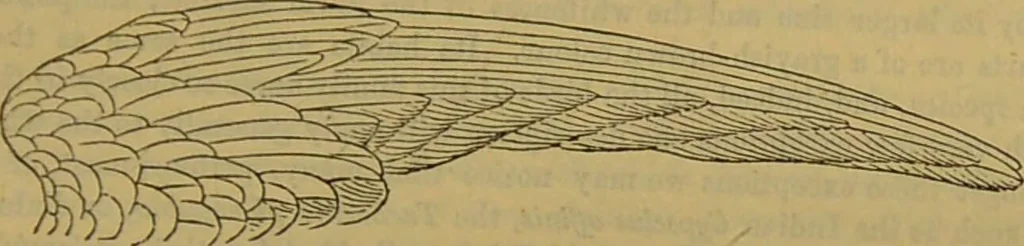 An illustration from A natural history of the animal kingdom : being a systematic and popular description of the habits, structure, and classification of animals, from the lowest to the highest forms. Arranged according to their organisation / by W. S. Dallas., 1860, leaf 619