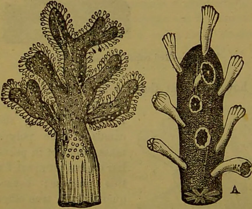 An illustration from A natural history of the animal kingdom : being a systematic and popular description of the habits, structure, and classification of animals, from the lowest to the highest forms. Arranged according to their organisation / by W. S. Dallas., 1860, leaf 62