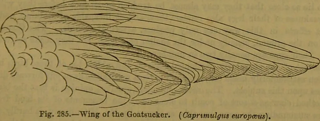 An illustration from A natural history of the animal kingdom : being a systematic and popular description of the habits, structure, and classification of animals, from the lowest to the highest forms. Arranged according to their organisation / by W. S. Dallas., 1860, leaf 621