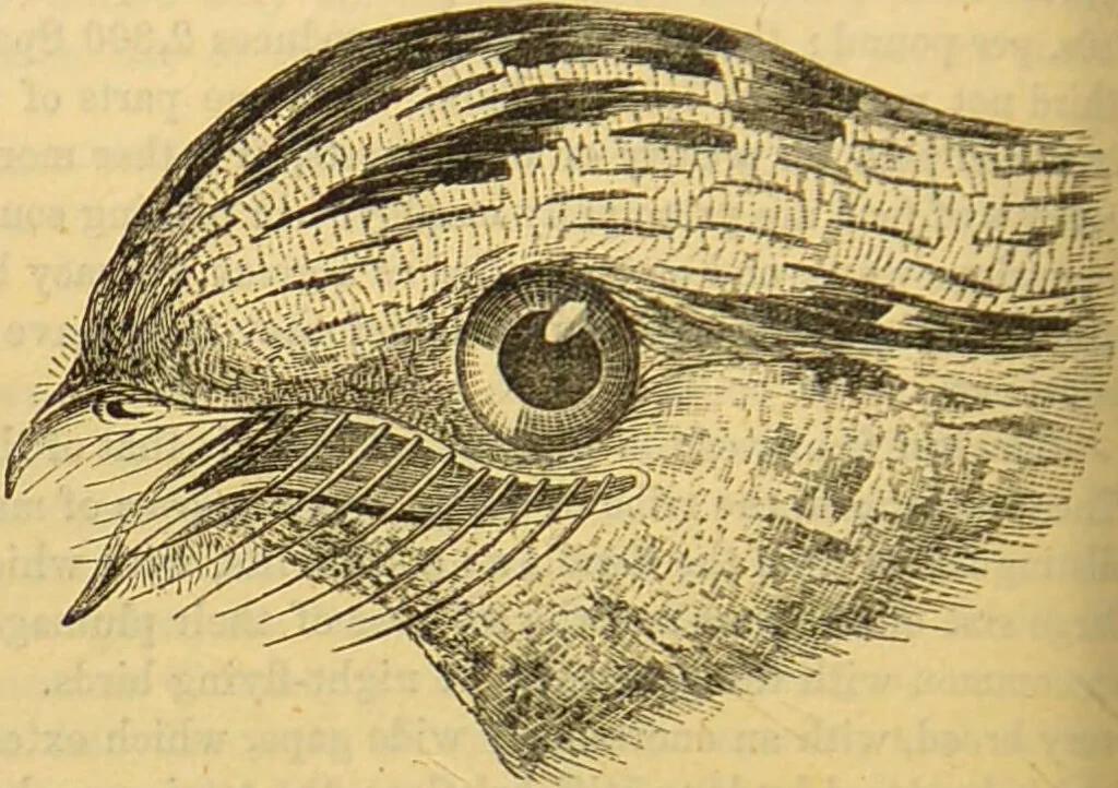 An illustration from A natural history of the animal kingdom : being a systematic and popular description of the habits, structure, and classification of animals, from the lowest to the highest forms. Arranged according to their organisation / by W. S. Dallas., 1860, leaf 622