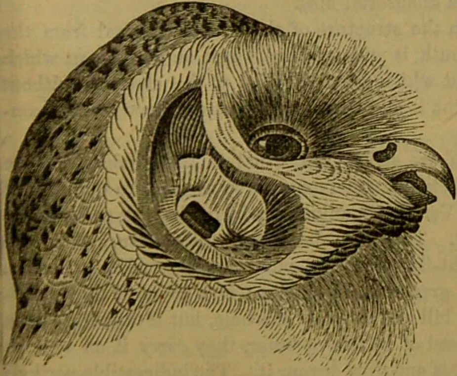 An illustration from A natural history of the animal kingdom : being a systematic and popular description of the habits, structure, and classification of animals, from the lowest to the highest forms. Arranged according to their organisation / by W. S. Dallas., 1860, leaf 625