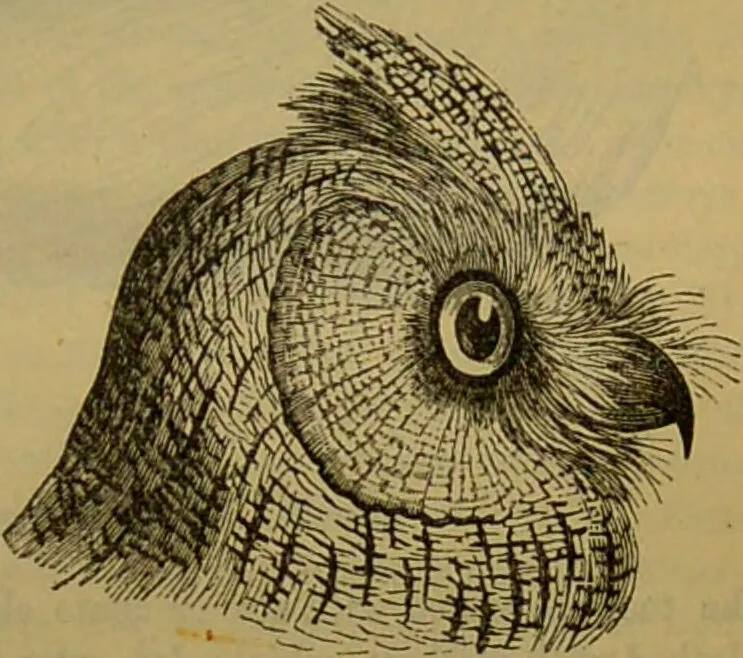 An illustration from A natural history of the animal kingdom : being a systematic and popular description of the habits, structure, and classification of animals, from the lowest to the highest forms. Arranged according to their organisation / by W. S. Dallas., 1860, leaf 625