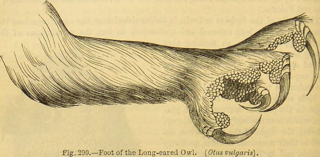 An illustration from A natural history of the animal kingdom : being a systematic and popular description of the habits, structure, and classification of animals, from the lowest to the highest forms. Arranged according to their organisation / by W. S. Dallas., 1860, leaf 626